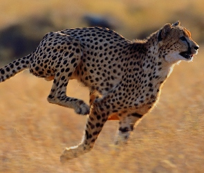 Bieg, Gepard