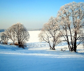 Pola, Drzewa, Zaśnieżone