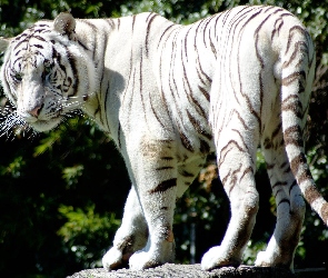 Tygrys, Skała, Biały