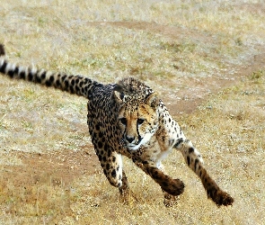 Bieg, Gepard
