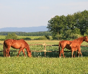 Pastwisko, Konie