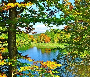 Jezioro, Liście, Kolorowe, Drzewa, Jesień