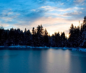 Las, Śnieg, Zamarznięte, Jezioro