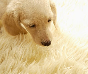 Retriever, Szczeniak, Labrador