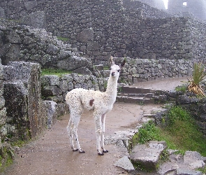 Lama, Mury