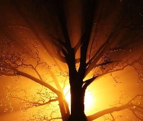 Drzewo, Światło, Przebijające, Konary