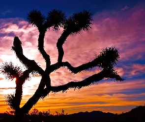 Stan Kalifornia, Jukka krótkolistna, Drzewo Jozuego, Park Narodowy Joshua Tree, Stany Zjednoczone
