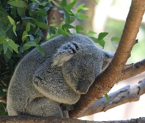 Gałąź, Liście, Koala