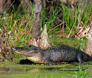 Krokodyl, Młody