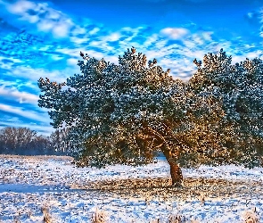 Drzewo, Zima, Śnieg, Chmury, Oszronione