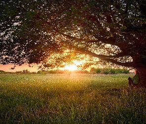 Drzewo, Słońca, Łąka, Zachód