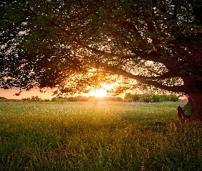 Łąka, Drzewo, Słońca, Zachód