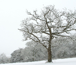 Zima, Śnieg, Drzewo