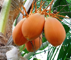 Palma, Kokosowa