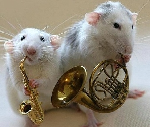 Szczury, Instrumenty, Dwa