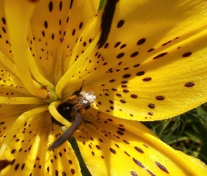 Żółta, Pszczoła, Lilia