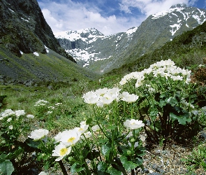 Fjordland National Park, Góry, Jaskry, Wysokogórskie