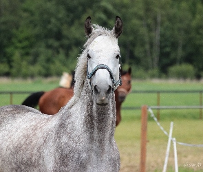 Portret, Wałach, Koń, Siwy