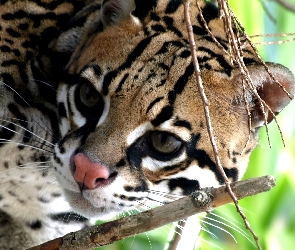 Ocelot, Gałązki, Nosek, Różowy