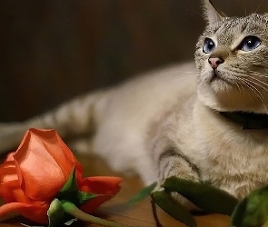 Kwiat, Róża, Kot