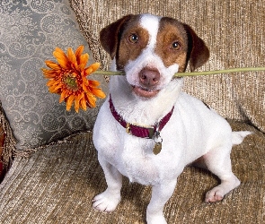 Jack Russell Terrier, Kwiatek