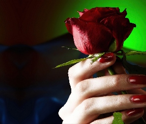 Róża, Dłoń, Czerwona
