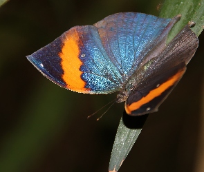 Motyl, Skrzydła