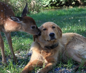 Pies, Golden retriever, Trawa, Sarna