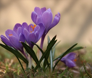 Fioletowy, Krokus