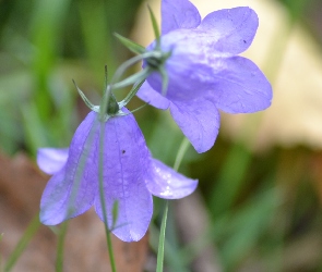 Niebieskie, Dzwonki