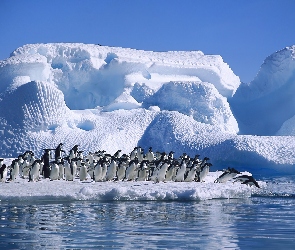 Pingwiny, Ocean, Lodowa, Góra