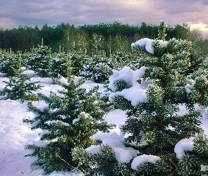 Leśna, Szkółka, Zima, Las