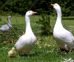 Łąka, Gęsi