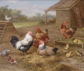 Edgar Hunt, Kogut, Kury, Kurczaki