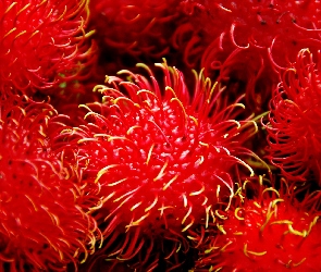 Rambutan, Owoce