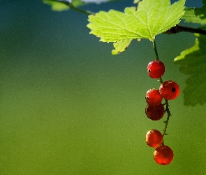 Porzeczki, Liście