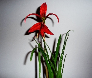 Kwiat, Czerwony