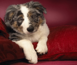 Owczarek australijski-australian shepherd