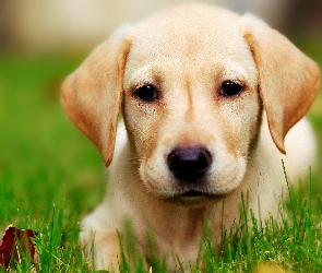 Trawa, Retriever, Biszkoptowy, Labrador