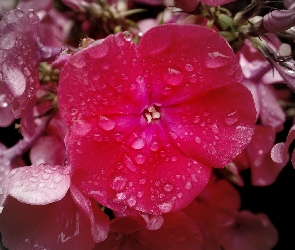 Deszczu, Krople, Floks, Różowy