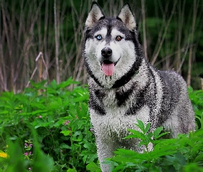 Pies, Siberian Husky, Las