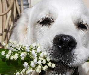 Golden retriever, Konwalie, Pies