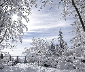 Drzewa, Śnieg, Płotek, Krzewy