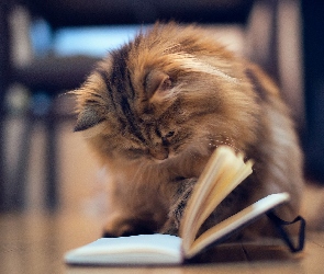 Kotek, Książka
