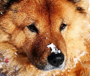 Przyprószony, Śniegiem, Pies