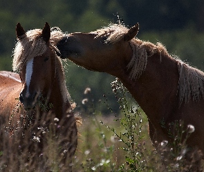 Konie, Zaczepka