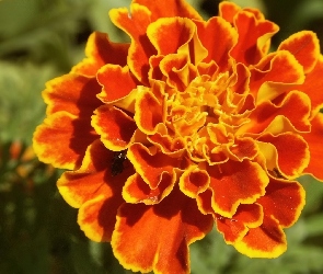 Kwiatuszek, Aksamitka, Pomarańczowy