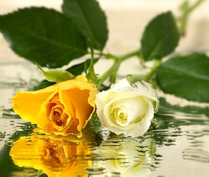 Woda, Róża, Biała, Żółta