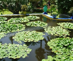 Ogród, Wodne, Lilie, Sadzawka, Egzotyczny