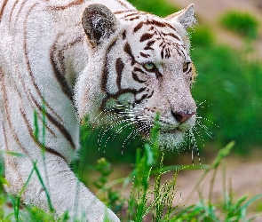 Tygrys, Trawy, Biały